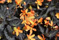 Begonia 'Glowing Embers'® - begonie