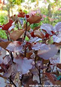 Populus deltoides 'Purple Tower' - topol bavlníkový