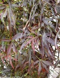 Acer palmatum 'Linearilobum Atropurpureum' - javor dlanitolistý