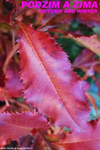 Photinia 'Magical Volcano' - blýskavka Photinia 'Magical Volcano' - blýskavka