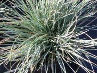 Festuca glauca 'Elijah Blue' - kostřava sivá