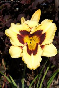 Hemerocallis 'Calico Jack' - denivka