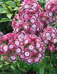 Kalmia latifolia 'Bandeau' - mamota širokolistá