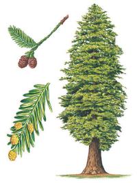 Sequoia sempervirens - sekvoje vždyzelená (KNIŽNÍKLUB)