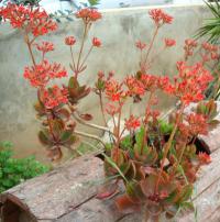 Kalanchoe blossfeldiana - kolopejka Blossfeldova