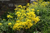 Aurinia saxatilis - tařice skalní