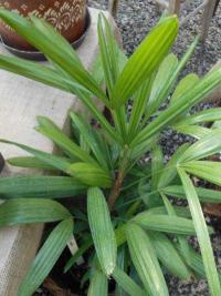Rhapis excelsa - palmenka Rhapis excelsa - palmenka
