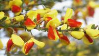 Cytisus scoparius - janovec metlatý (KNIŽNÍKLUB)