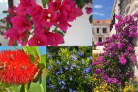 Přenosné rostliny (PIXABAY)