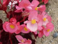 Begonia semperflorens - begonie stálekvetoucí Begonia semperflorens - begonie stálekvetoucí