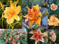 Květy v barvách ovoce