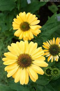 Echinacea 'Aloha' - třapatka