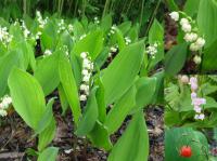 Convallaria majalis - konvalinka vonná
