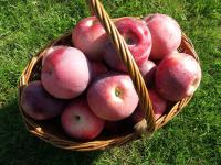 Tradiční červené odrůdy jablek