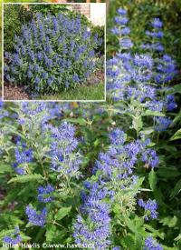 Caryopteris x clandonensis 'Blue Balloon' - ořechoplodec