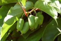 Nemrznoucí kiwi - Actinidia kolomikta