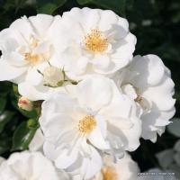 Rosa 'Innocencia' - růže polyantka (KORDES ROSEN) Rosa 'Innocencia' - růže polyantka (KORDES ROSEN)