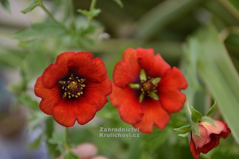 Potentilla 'Blaze Away' - mochna Potentilla 'Blaze Away' - mochna