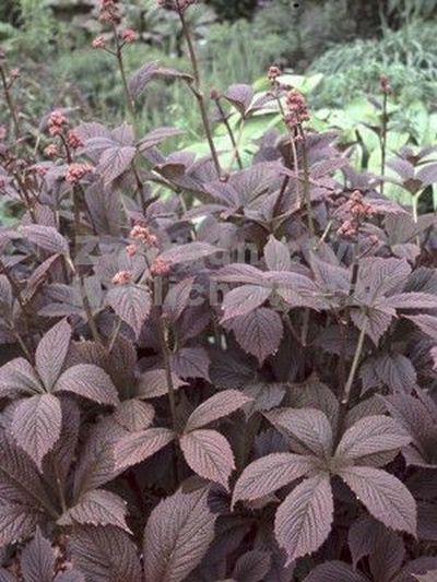 Rodgersia 'Chocolate Wings' -  rodgersie