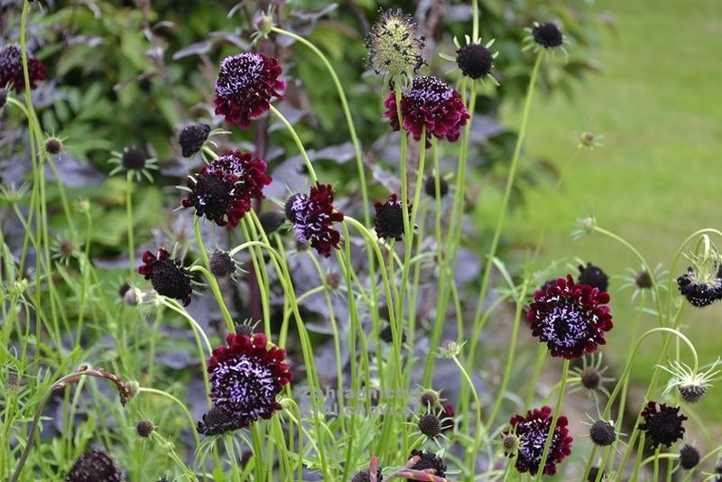 Scabiosa 'Barocca' - hlaváč