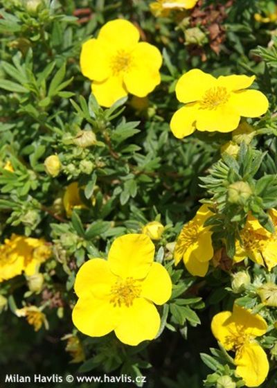 Potentilla fruticosa 'Goldteppich' - mochna křovitá Potentilla fruticosa 'Goldteppich' - mochna křovitá