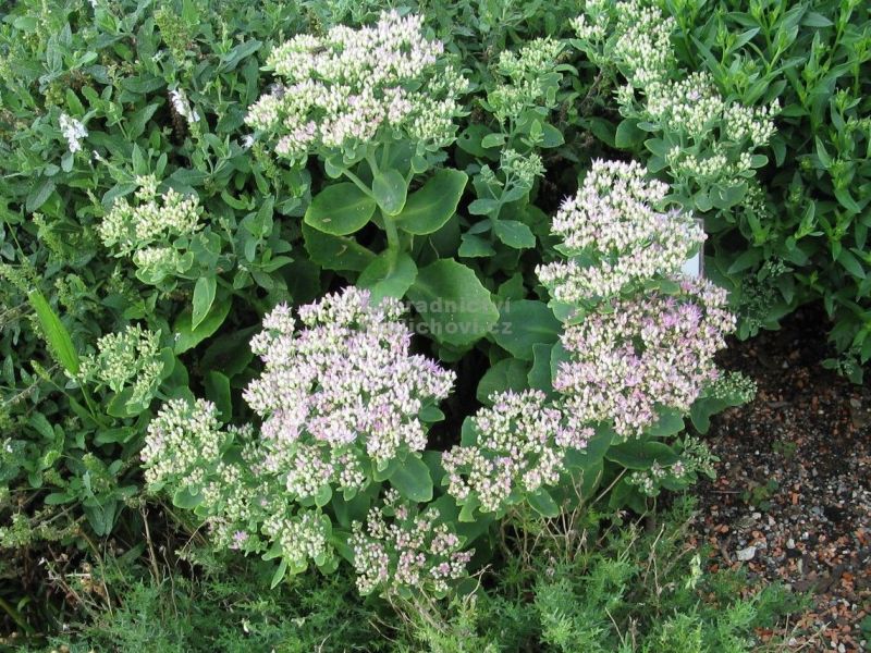 Sedum spectabile 'Briliant' - rozchodník