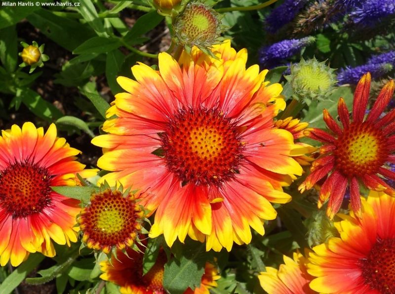 Gaillardia 'Arizona Sun' - kokarda