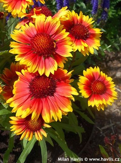 Gaillardia 'Arizona Sun' - kokarda