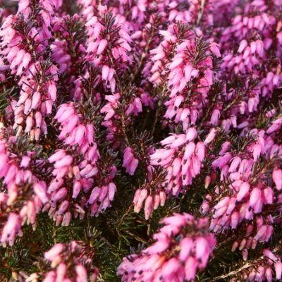 Erica carnea 'Myretoun Ruby' - vřesovec pleťový