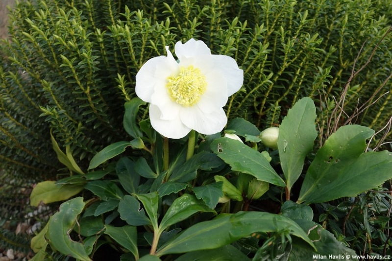 Helleborus 'HGC Goldmarie'® - hellebore, Lenten rose Helleborus 'HGC Goldmarie'® - hellebore, Lenten rose