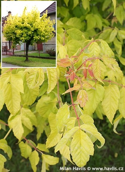 Acer negundo 'Kelly's Gold' - javor jasanolistý