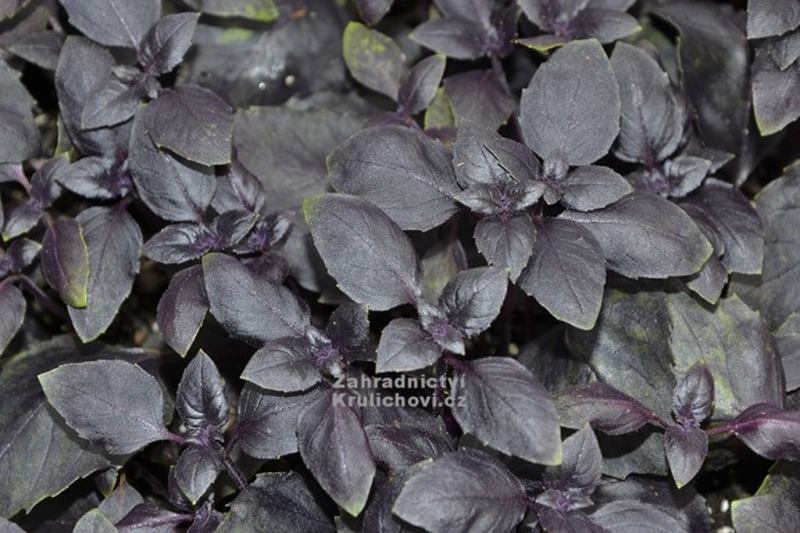 Ocimum 'Herbalea Dark Lady'® - bazalka vytrvalá