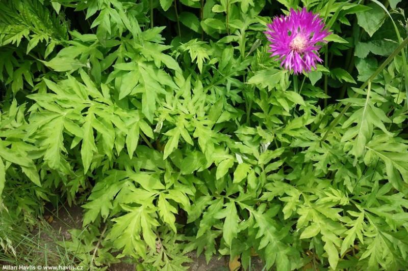 Centaurea dealbata - chrpa bělavá
