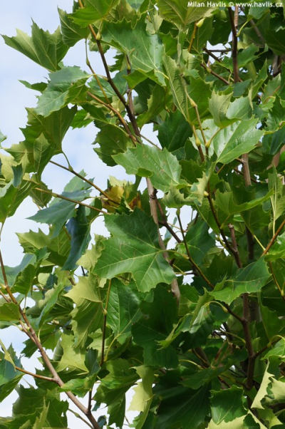 Platanus x acerifolia 'Pyramidalis' - platan javorolistý Platanus x acerifolia 'Pyramidalis' - platan javorolistý