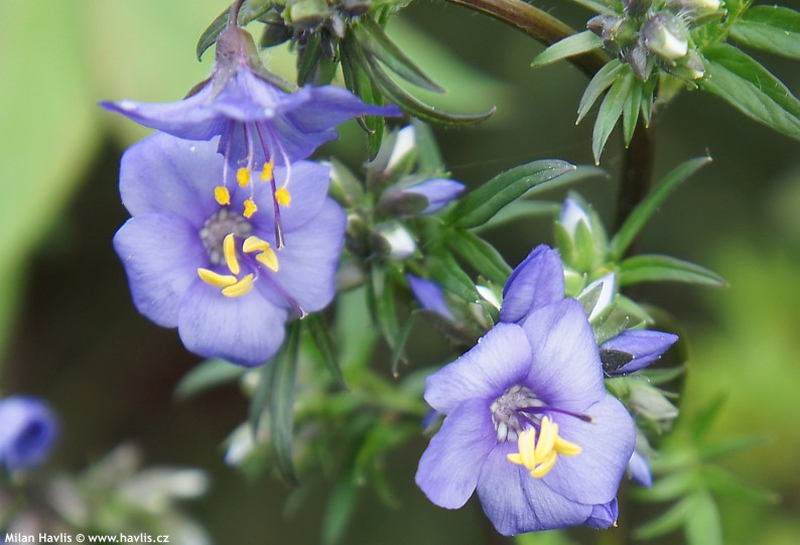 Polemonium yezoense 'Purple Rain' - jirnice jezoská Polemonium yezoense 'Purple Rain' - jirnice jezoská