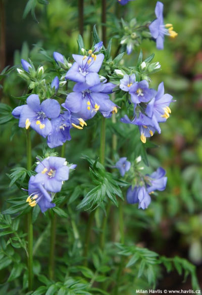 Polemonium yezoense 'Purple Rain' - jirnice jezoská Polemonium yezoense 'Purple Rain' - jirnice jezoská