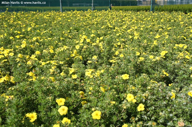 Potentilla fruticosa 'Kobold' - mochna křovitá Potentilla fruticosa 'Kobold' - mochna křovitá