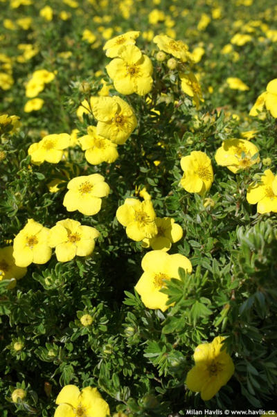 Potentilla fruticosa 'Kobold' - mochna křovitá Potentilla fruticosa 'Kobold' - mochna křovitá