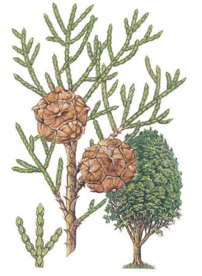 Cupressus macrocarpa - cypřiš velkoplodý (KNIŽNÍKLUB) Cupressus macrocarpa - cypřiš velkoplodý (KNIŽNÍKLUB)