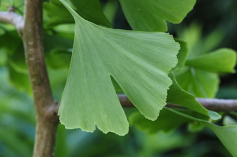 Zázraky z říše rostlin: ginkgo neboli jinan (PIXABAY) Zázraky z říše rostlin: ginkgo neboli jinan (PIXABAY)