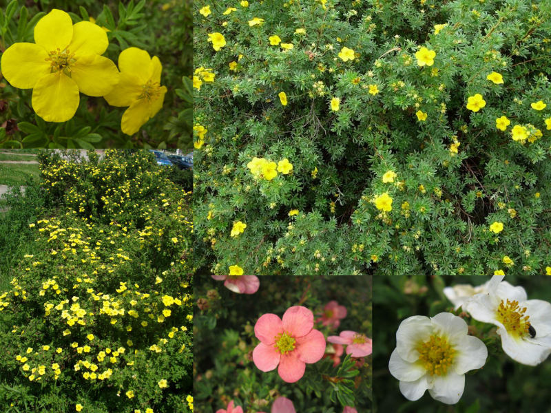 Potentilla fruticosa - mochna křovitá Potentilla fruticosa - mochna křovitá