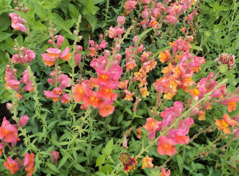 Antirrhinum majus - hledík větší Antirrhinum majus - hledík větší