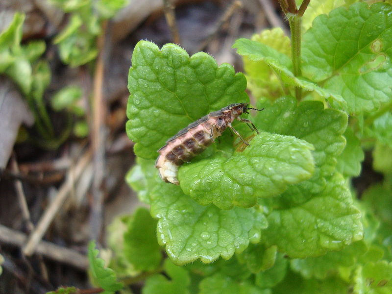 Rojení světlušek: Larva světlušky (WIKIMEDIA)