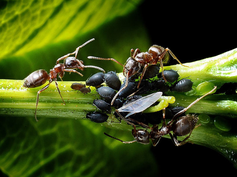 Rostlinolékař - mravenci (PIXABAY) Rostlinolékař - mravenci (PIXABAY)