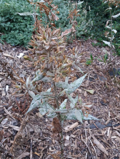 Padlí: postrach plamenek