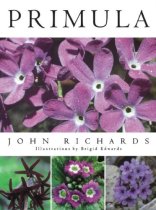 Primula Primula