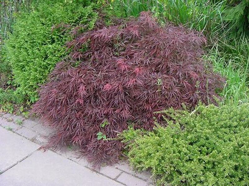 Acer palmatum 'Dissectum Nigrum' - javor dlanitolistý Acer palmatum 'Dissectum Nigrum' - javor dlanitolistý