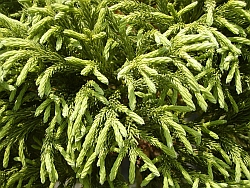 Cryptomeria japonica – kryptoméria japonská Cryptomeria japonica – kryptoméria japonská