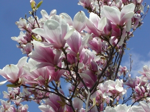 Magnolia - šácholan