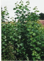 Pěstování RRD od výsadby po sklizeň